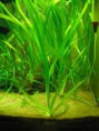 /album/hs-peixes-ornamentais/valisneria-planta-jpg/